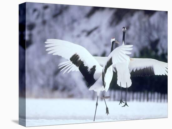 A Pair of Cranes, Hokkaido, Japan-null-Premier Image Canvas