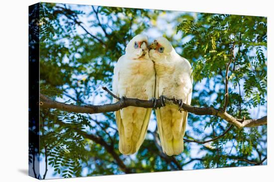 A pair of Little Corellas parrots, Australia-Mark A Johnson-Premier Image Canvas