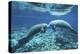 A Pair of Manatees Appear to Be Greeting Each Other, Fanning Springs, Florida-Stocktrek Images-Premier Image Canvas