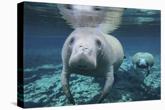 A Pair of Manatees Swimming in Fanning Springs State Park, Florida-Stocktrek Images-Premier Image Canvas