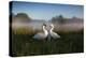 A Pair of Mute Swans, Cygnus Olor, Emerge from the Water on a Misty Morning in Richmond Park-Alex Saberi-Premier Image Canvas