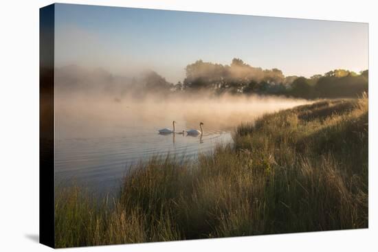 A Pair of Mute Swans, Cygnus Olor, Swim over a Misty Pen Pond at Sunrise in Richmond Park-Alex Saberi-Premier Image Canvas