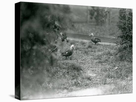 A Pair of Pink-Headed Ducks at Foxwarren Park in June 1926-Frederick William Bond-Premier Image Canvas