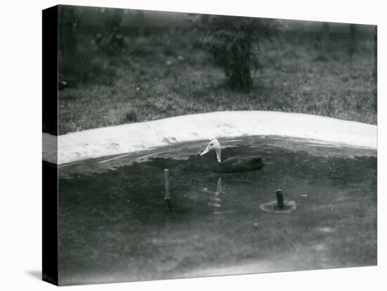 A Pair of Pink-Headed Ducks at Foxwarren Park in June 1926-Frederick William Bond-Premier Image Canvas