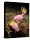 A Pair of Pink Nudibranchs, Lembeh Strait, Indonesia-Stocktrek Images-Premier Image Canvas