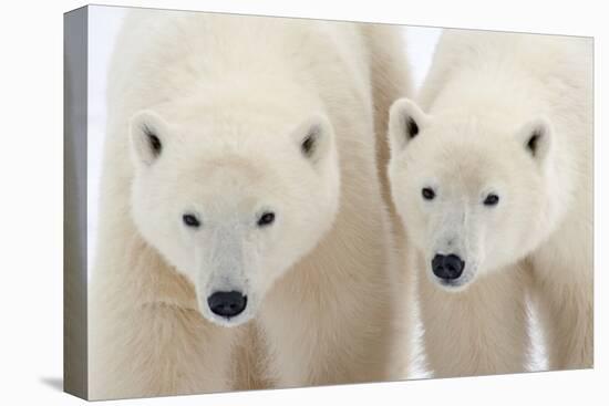 A Pair of Polar Bears-Howard Ruby-Premier Image Canvas