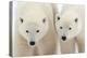A Pair of Polar Bears-Howard Ruby-Premier Image Canvas