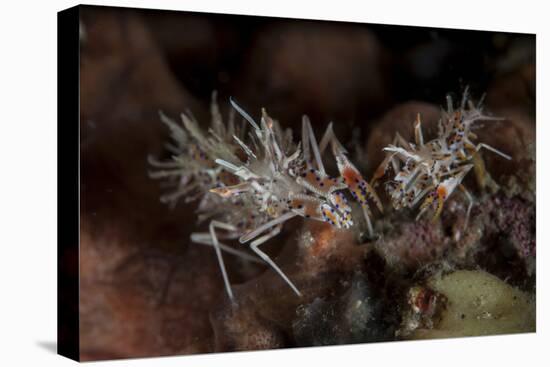 A Pair of Spiny Tiger Shrimp Crawl on the Seafloor-Stocktrek Images-Premier Image Canvas