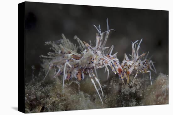 A Pair of Spiny Tiger Shrimp Crawl on the Seafloor-Stocktrek Images-Premier Image Canvas