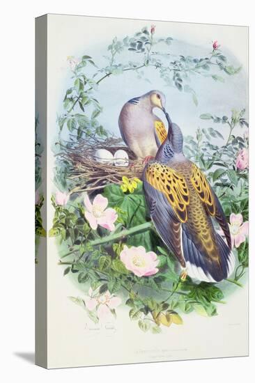 A Pair of Turtle Doves-Edouard Travies-Premier Image Canvas