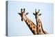 A pair of vulnerable Rothchild giraffe in Uganda's Murchison Falls National Park, Uganda, Africa-Tom Broadhurst-Premier Image Canvas