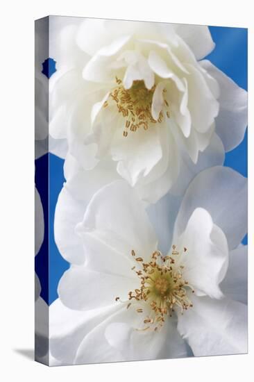 A Pair of White Roses-Christine Zalewski-Stretched Canvas