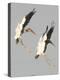 A Pair of Wood Storks-null-Premier Image Canvas