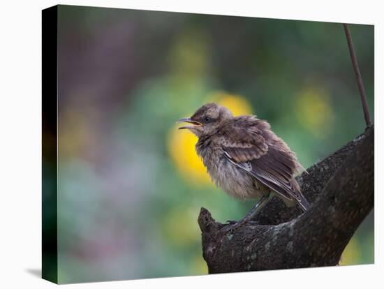 A Pale-Breasted Thrush, Turdus Leucomelas, Sings in a Tree at Sunset in Ibirapuera Park-Alex Saberi-Premier Image Canvas