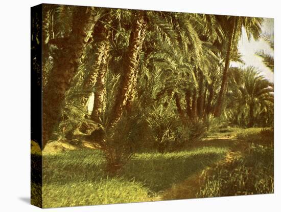 A palm grove on Elephantine Island, Egypt-English Photographer-Premier Image Canvas