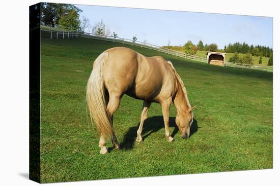 A Palomino Horse Grazes In A Summer Pasture-Blueiris-Premier Image Canvas