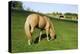 A Palomino Horse Grazes In A Summer Pasture-Blueiris-Premier Image Canvas