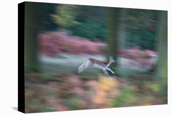 A Panned View of a Fallow Deer, Dama Dama, Running and Jumping Among Trees-Alex Saberi-Premier Image Canvas