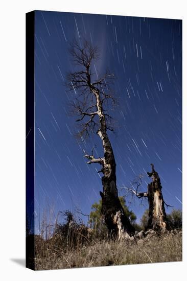 A Partially Burned Tree Backdropped Against Star Trails-null-Premier Image Canvas