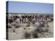 A party of Bedouin leading their camels in the desert-Werner Forman-Premier Image Canvas