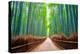 A path winds through an ancient bamboo forest in Kyoto, Japan, Asia-Logan Brown-Premier Image Canvas