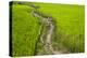 A Pathway Through the Rice Paddies in the Chittangong Hill Tracts, Bangladesh, Asia-Alex Treadway-Premier Image Canvas