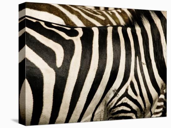 A Pattern of Stripes on a Burchell's Zebra.  Kenya.-Karine Aigner-Premier Image Canvas
