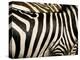 A Pattern of Stripes on a Burchell's Zebra.  Kenya.-Karine Aigner-Premier Image Canvas