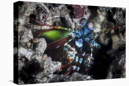 A Peacock Mantis Shrimp in Lembeh Strait, Indonesia-Stocktrek Images-Premier Image Canvas