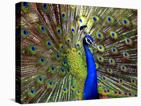 A Peacock Spreads its Feathers at the Alipore Zoo-null-Premier Image Canvas