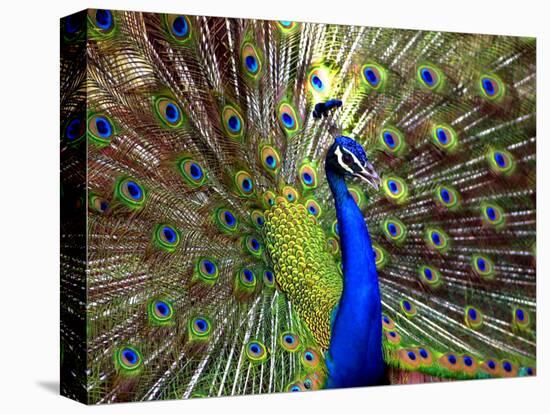 A Peacock Spreads its Feathers at the Alipore Zoo-null-Premier Image Canvas