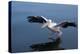 A Pelican Landing on the Water Near Walvis Bay, Namibia-Alex Saberi-Premier Image Canvas