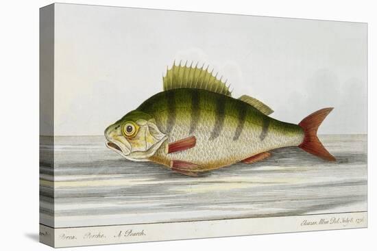 A Perch-E. Albin-Premier Image Canvas