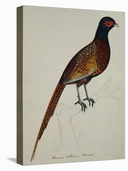 A Pheasant (Phasianus Colchicus)-Christopher Atkinson-Premier Image Canvas