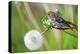 A Pine Siskin, Carduelis Pinus, Pecks Seeds from a Dandelion-Richard Wright-Premier Image Canvas