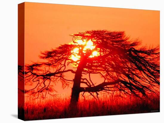 A Pine Tree and Sunrise-null-Premier Image Canvas
