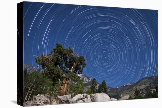 A Pine Tree on a Windswept Slope Reaches Skyward Towards North Facing Star Trails-null-Premier Image Canvas