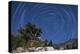 A Pine Tree on a Windswept Slope Reaches Skyward Towards North Facing Star Trails-null-Premier Image Canvas
