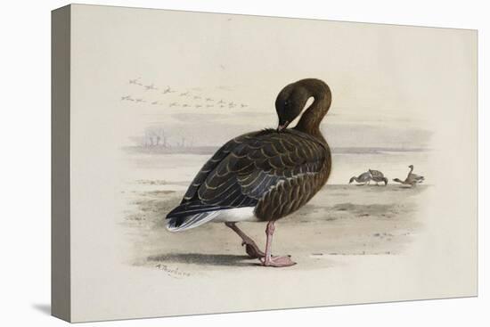 A Pink-Footed Goose-Archibald Thorburn-Premier Image Canvas