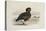 A Pink-Footed Goose-Archibald Thorburn-Premier Image Canvas