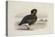 A Pink-Footed Goose-Archibald Thorburn-Premier Image Canvas