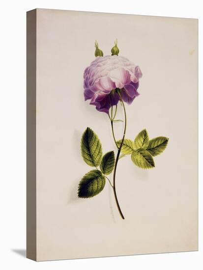 A Pink Rose-James Holland-Premier Image Canvas