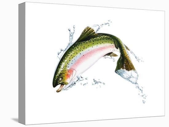 A Pink Salmon Jumping Out of the Water-null-Stretched Canvas