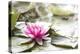 A Pink Water Lily Blossom-Petra Daisenberger-Premier Image Canvas