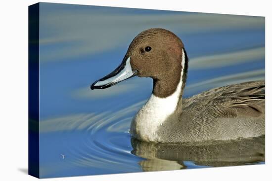 A Pintail Duck, Wide Geographic Distribution in Northern Latitudes-Richard Wright-Premier Image Canvas