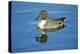 A Pintail Duck, Wide Geographic Distribution in Northern Latitudes-Richard Wright-Premier Image Canvas