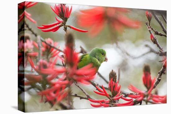 A Plain Parakeet, Brotogeris Tirica, Perching in a Coral Tree in Ibirapuera Park-Alex Saberi-Premier Image Canvas