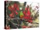 A Plain Parakeet, Brotogeris Tirica, Resting in a Coral Tree-Alex Saberi-Premier Image Canvas