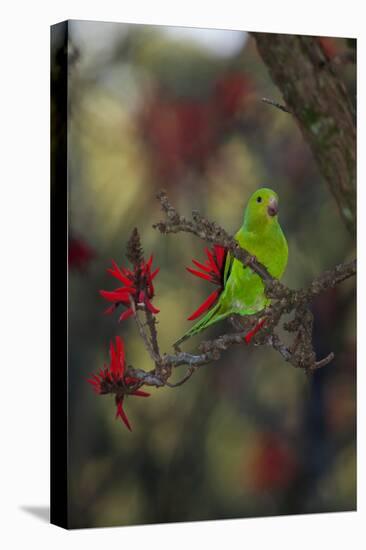 A Plain Parakeet, Brotogeris Tirica, Resting in a Coral Tree-Alex Saberi-Premier Image Canvas