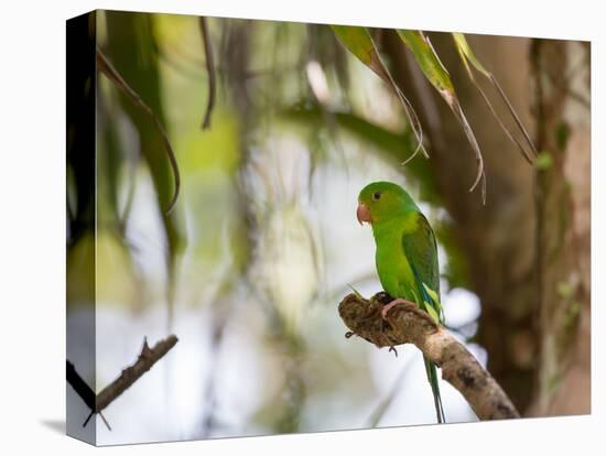 A Plain Parakeet, Brotogeris Tirica, Resting on a Branch-Alex Saberi-Premier Image Canvas